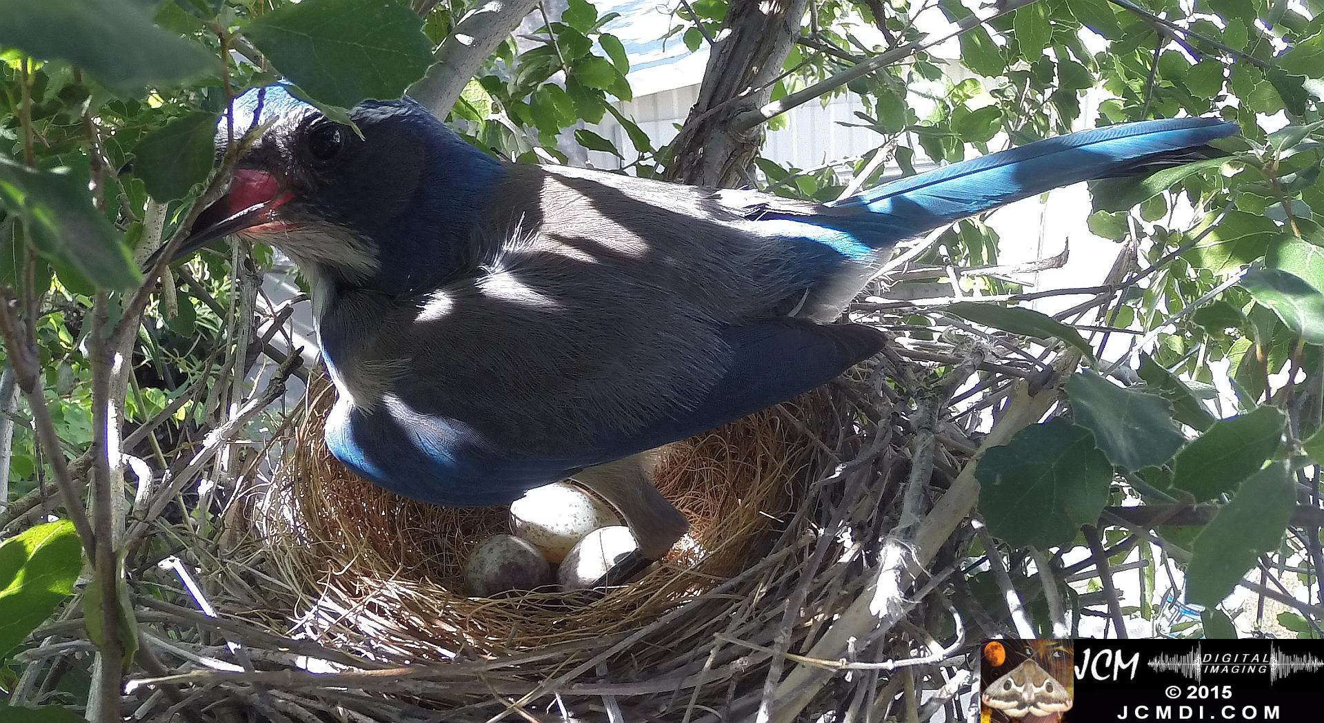 Scrub Jay female standing on nest panting
